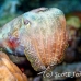 cuttlefish_reef_is_h_0705_png0952.jpg